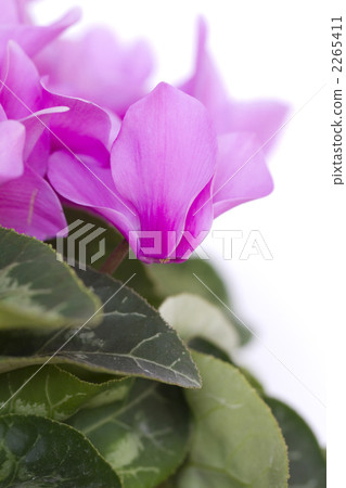 仙客來鮮花 2265411