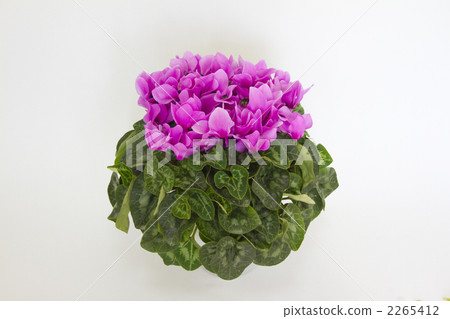 仙客來鮮花 仙客來鮮花 2265412