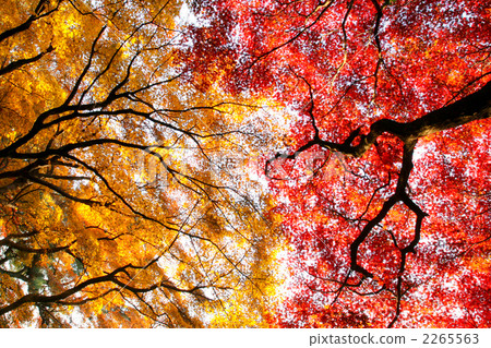 A ginkgo and a maple A ginkgo and a maple 2265563