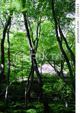 Summer of Okuza Gogenji 2265613