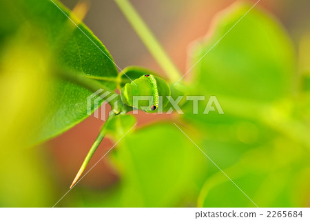Swallowtail larvae 2265684