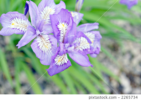 蝴蝶花 虹膜吉利 花朵 2265734