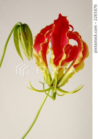 百合 百合花 莉莉 2265876