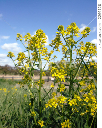 油菜 2266128