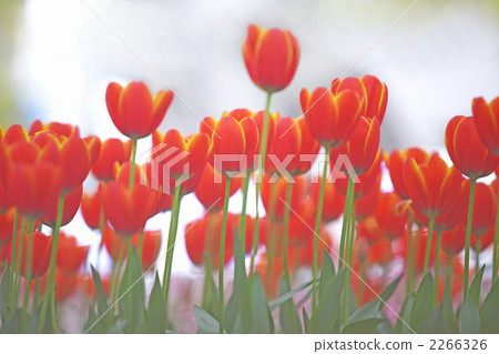 Red tulip Red tulip 2266326