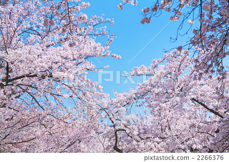  Cherry blossoms and blue sky 2266376