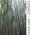 bamboo	 2266653