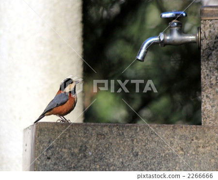 Water birds Water birds 2266666