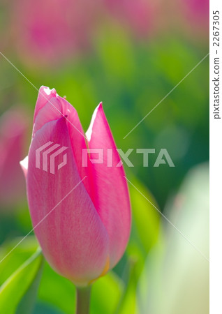 Tulip Tulip 2267305