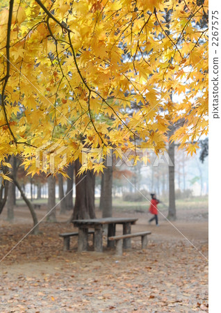Autumn leaves of South Korea · Nami Island Autumn leaves of South Korea · Nami Island 2267575