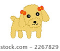 toy poodle 2267829