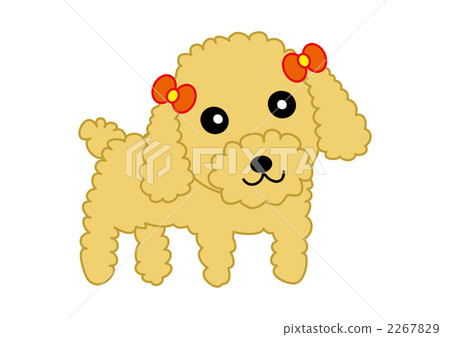 玩具貴賓犬 玩具貴賓犬 2267829