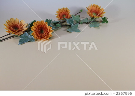 gerbera, gerberas, bloom 2267996