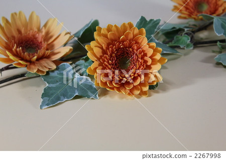 插花藝術 非洲菊 常春藤 2267998