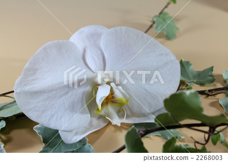 cut flowers, phalaenopsis, phalaenopsis orchid 2268003
