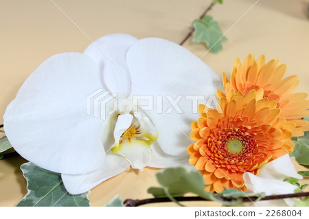 phalaenopsis, phalaenopsis orchid, phalaenopsis aphrodite 2268004