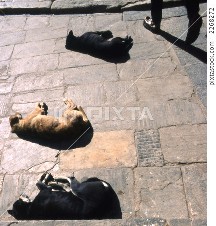 Three dogs who are sleeping at the Kathmandu Swayan bunat temple 2268272