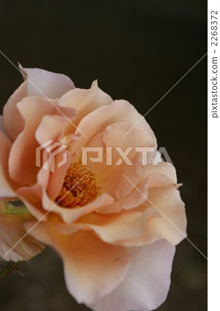 Rose (Julia) 2268372