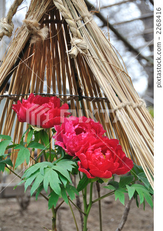 Peony 2268416