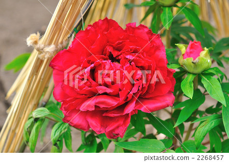Peony Peony 2268457