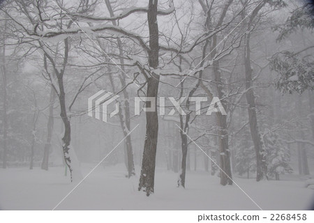 Snowstorm trees 2268458