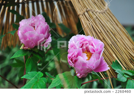 Peony 2268460