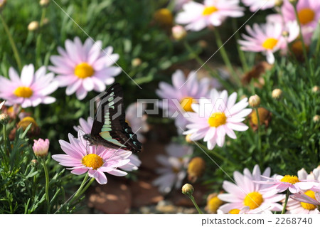 Flowers and Aosujiageha 2268740