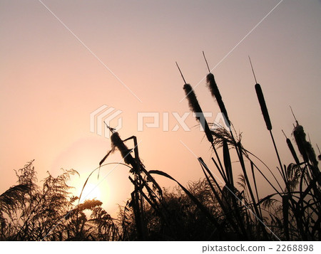 朝日和加馬 2268898