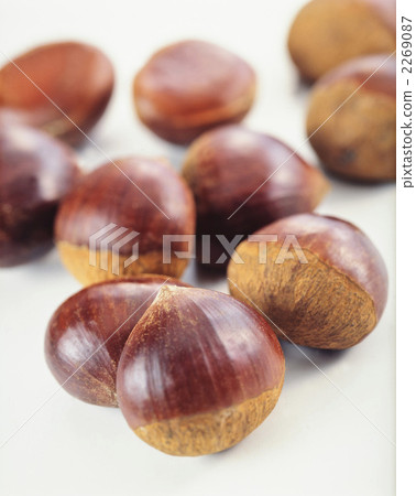 Chestnut  2269087