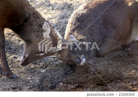 Shaburou deer 2 Shaburou deer 2 2269360
