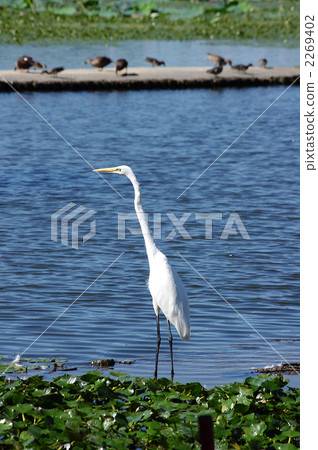 Tatami Daisaki 2269402