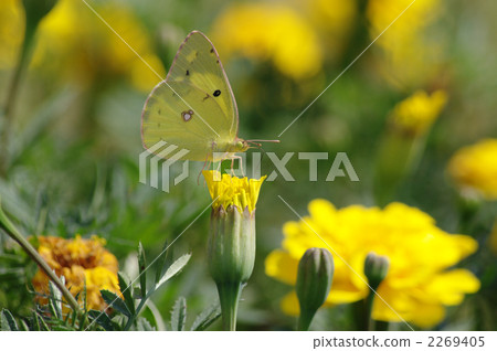 Mary gold and Monchhichi 2 Mary gold and Monchhichi 2 2269405