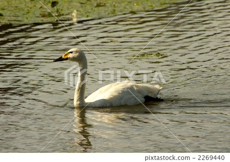 吞下游泳游泳2 2269440