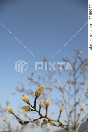 等待春天 2269455