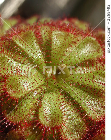 Drocera Cunefolia 2269492