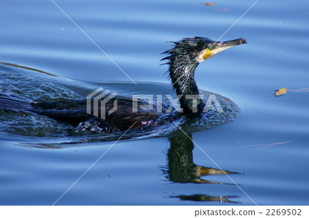 這是一次精彩的潛水川越先生 2269502