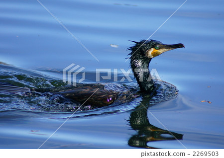 我害怕川越先生的眼睛 2269503