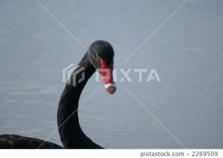 收到的東西，黑鳥 2269509