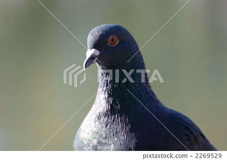 Kawarabato，日光浴喜劇 2269529