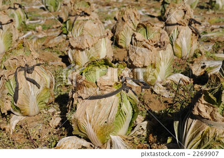 大白菜澱粉 大白菜澱粉 2269907