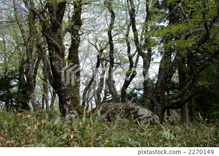 Mifuga山早晨 2270149