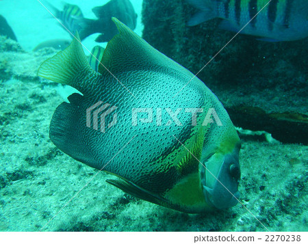 Cortes Angelfish Fish Species Overseas Cortes Angelfish Fish Species Overseas 2270238