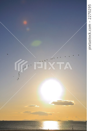 Cormorant formation flight 2270295