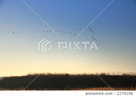 blank expression, homing instinct, flock 2270298