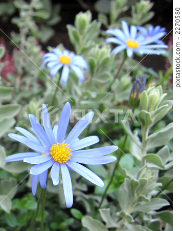 Blue Daisy 2270580