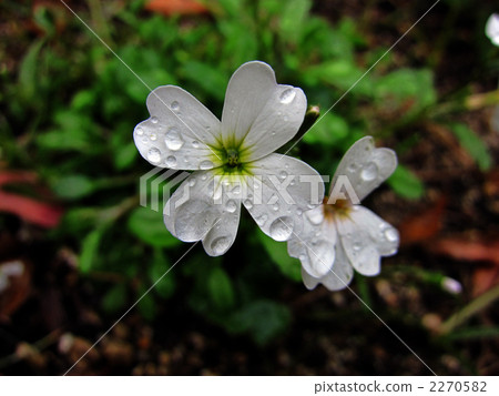 Water droplets and white winter clover 2270582