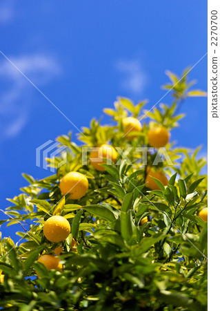 橘樹 2270700