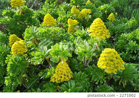 Aeonium group Aeonium group 2271002