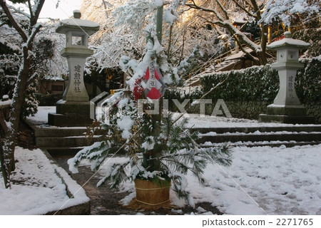 Snow pine tree 2271765