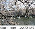 井之頭公園 櫻花 櫻 2272125